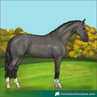 Horse Color:Grullo 