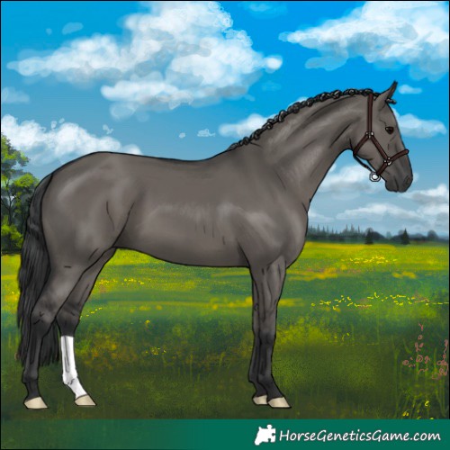 Horse Color:Grullo 