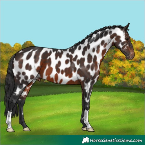 Horse Color:Brown Near Leopard 