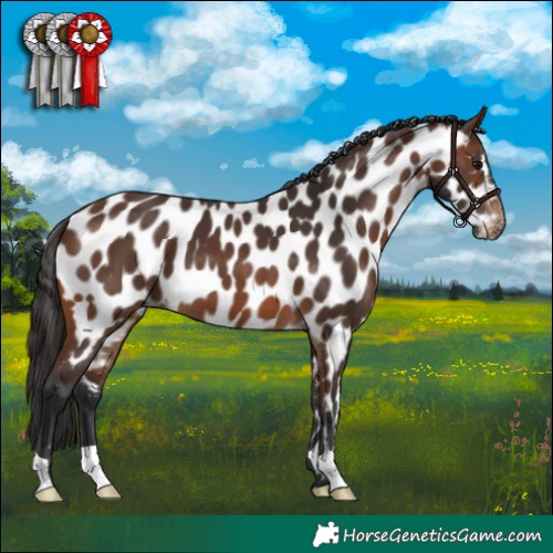 Horse Color:Brown Appaloosa 