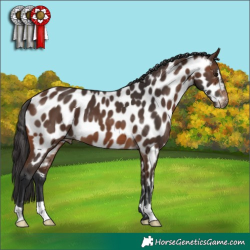Horse Color:Brown Appaloosa 