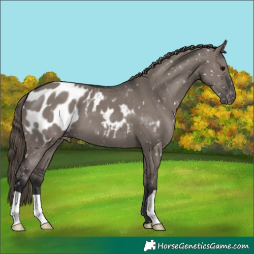 Horse Color:Smoky Grullo Blanket 