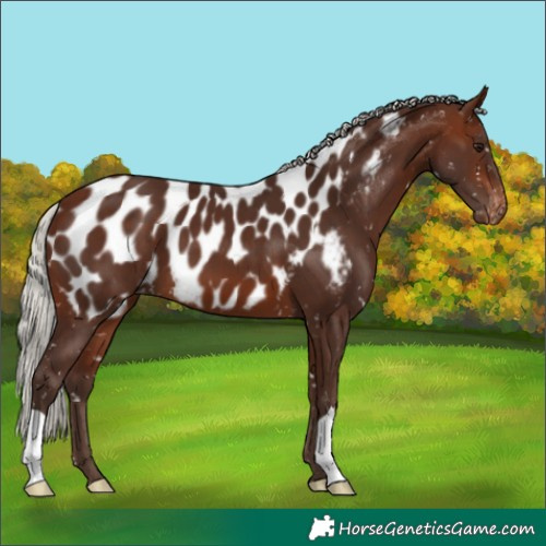Horse Color:Silver Brown Near Leopard