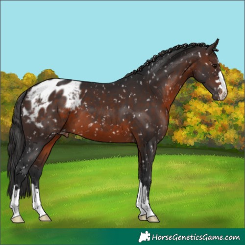 Horse Color:Brown Blanket