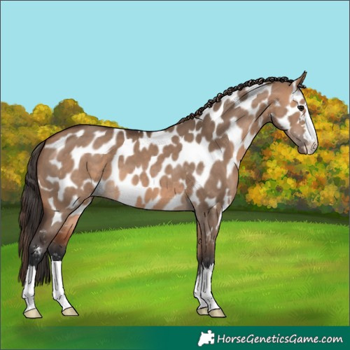 Horse Color:Bay Dun Near Leopard