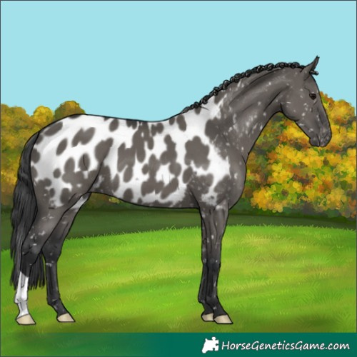 Horse Color:Grullo Appaloosa 