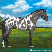 Horse Color:Grullo Appaloosa