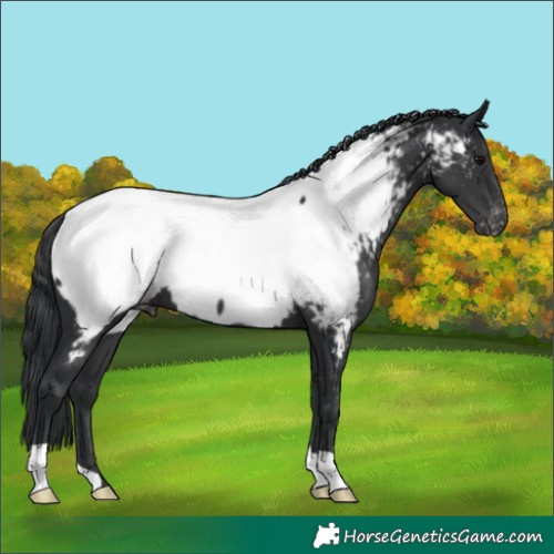 Horse Color:Black Appaloosa