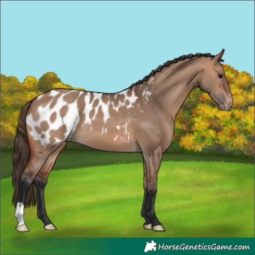 Horse Color:Bay Dun Near Leopard 
