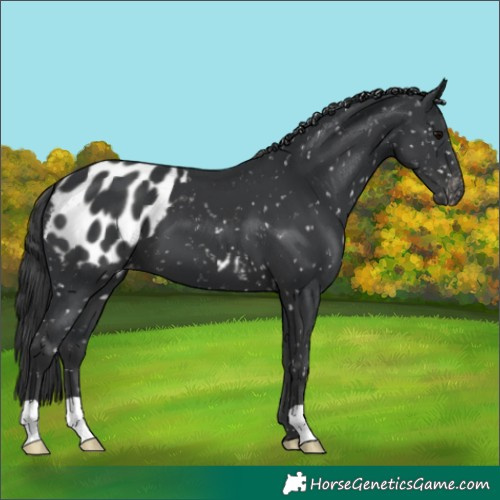 Horse Color:Black Appaloosa