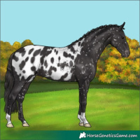 Horse Color:Smoky Black Near Leopard 