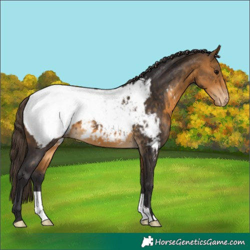 Horse Color:Buckskin Appaloosa 