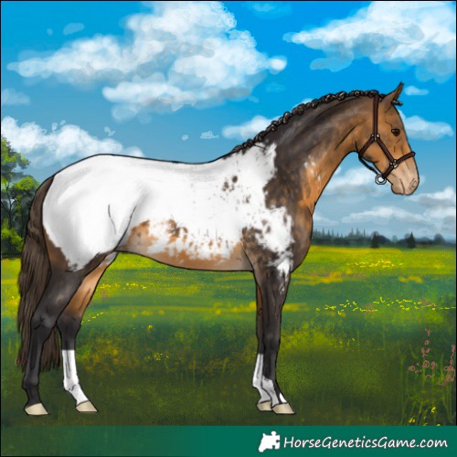 Horse Color:Buckskin Near Fewspot