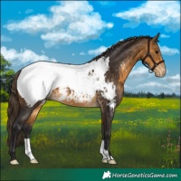 Horse Color:Buckskin Near Fewspot