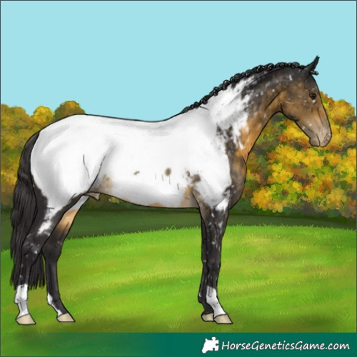 Horse Color:Buckskin Appaloosa Rabicano 