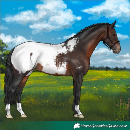 Horse Color:Brown Near Fewspot 