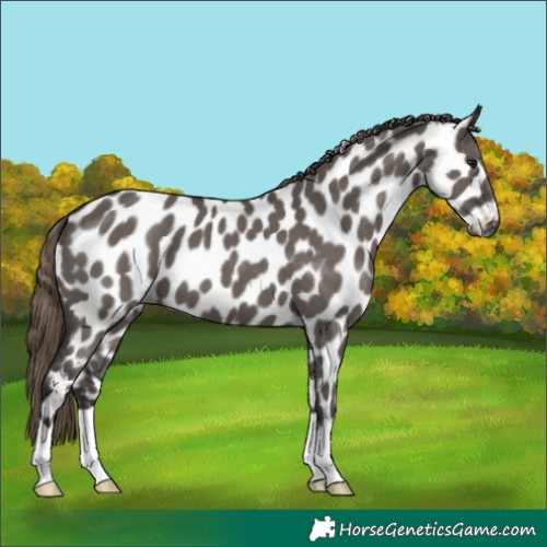 Horse Color:Smoky Grullo Appaloosa 