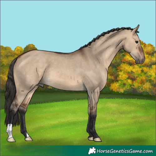 Horse Color:Bay Dun 