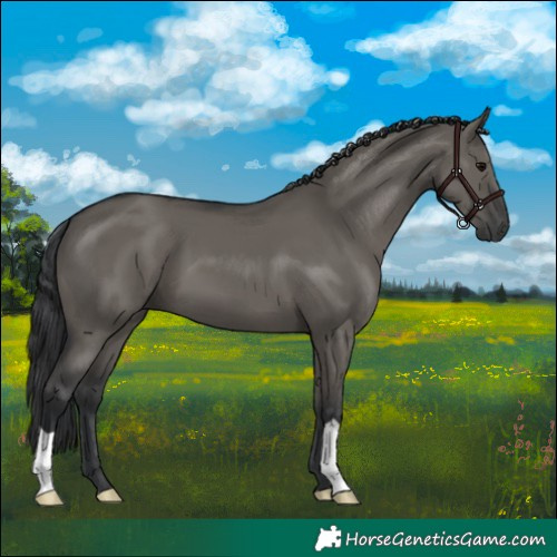 Horse Color:Grullo