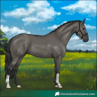 Horse Color:Grullo