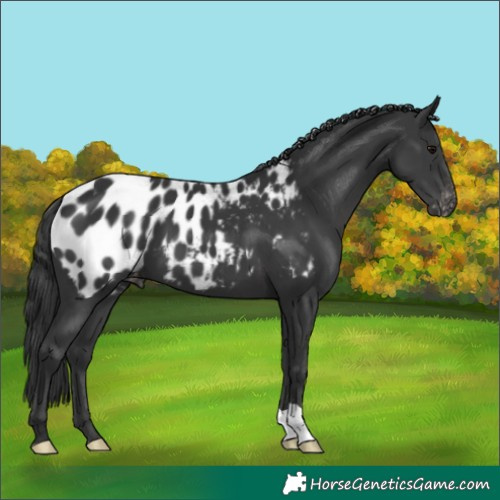 Horse Color:Black Near Leopard