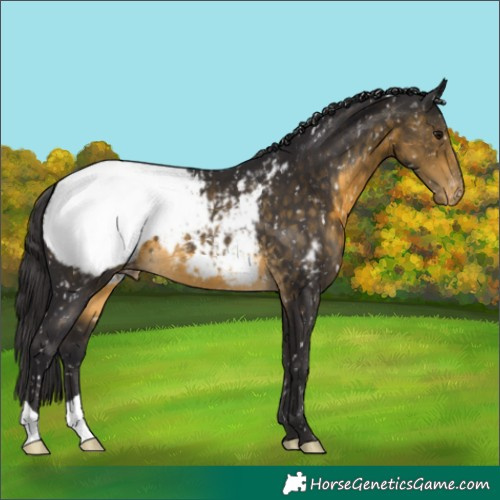 Horse Color:Buckskin Snowcap