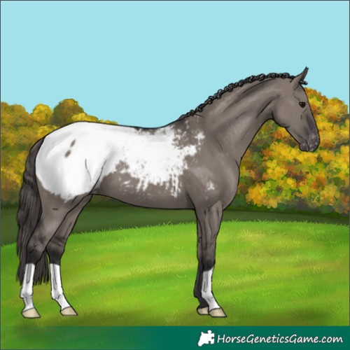 Horse Color:Smoky Grullo Appaloosa