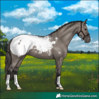Horse Color:Smoky Grullo Appaloosa 