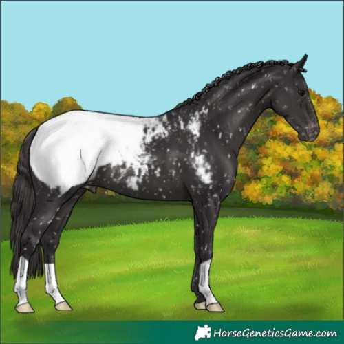 Horse Color:Smoky Black Near Fewspot 