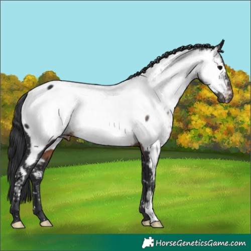 Horse Color:Brown Appaloosa