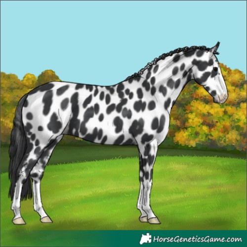 Horse Color:Black Appaloosa