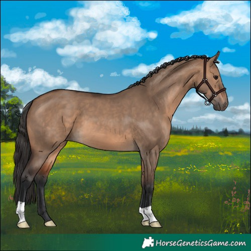 Horse Color:Brown Dun