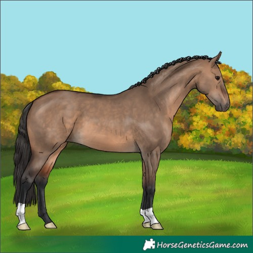 Horse Color:Brown Dun 