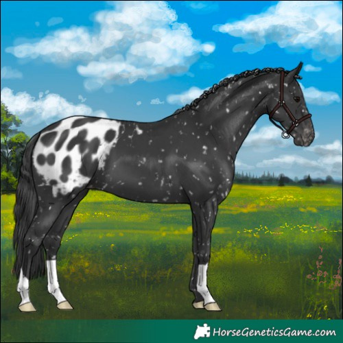 Horse Color:Black Appaloosa 