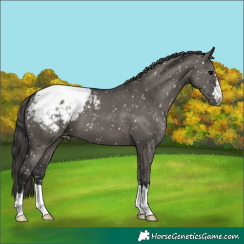 Horse Color:Grullo Snowcap