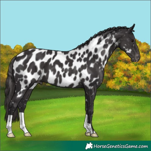 Horse Color:Smoky Black Near Leopard