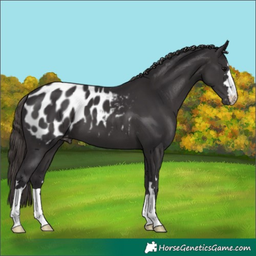 Horse Color:Smoky Black Appaloosa 
