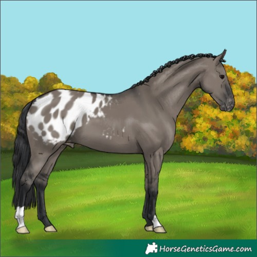 Horse Color:Grullo Appaloosa