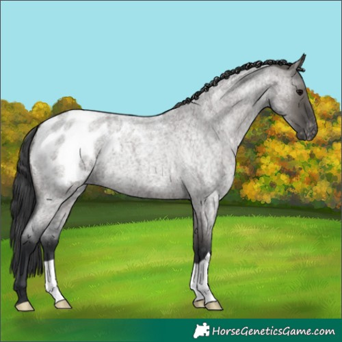Horse Color:Grullo Roan Appaloosa