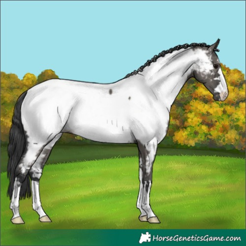 Horse Color:Grullo Near Fewspot