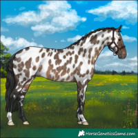 Horse Color:Brown Dun Appaloosa
