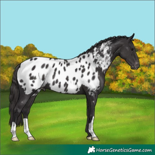 Horse Color:Smoky Black Appaloosa 