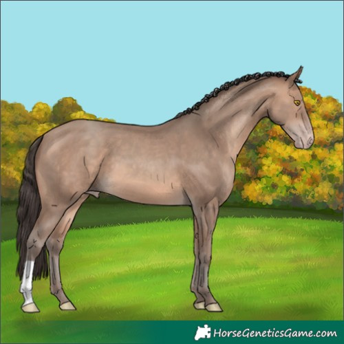 Horse Color:Sable Champagne