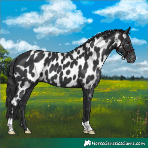 Horse Color:Black Appaloosa 