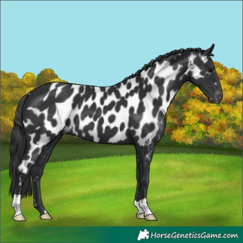Horse Color:Black Appaloosa 