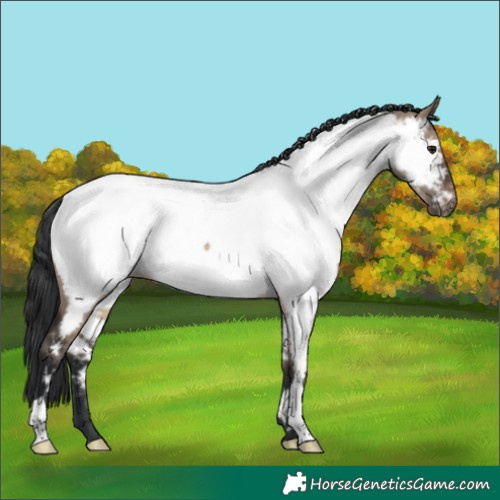Horse Color:Brown Dun Appaloosa Rabicano
