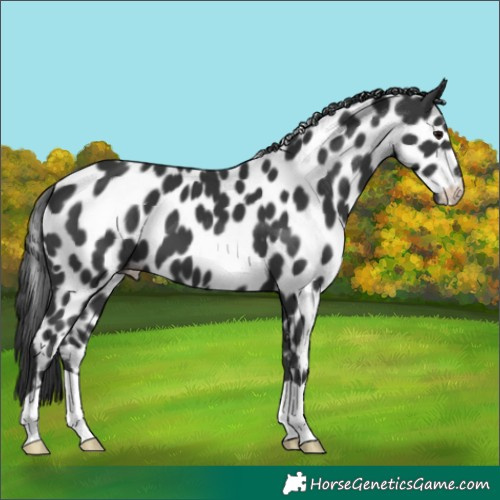 Horse Color:Black Appaloosa 
