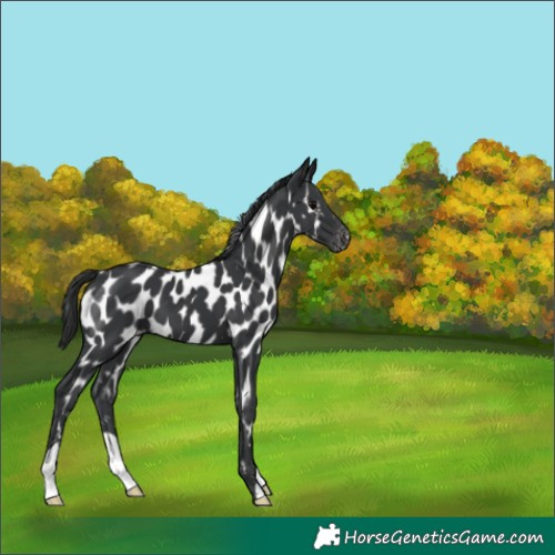 Horse Color:Black Appaloosa 