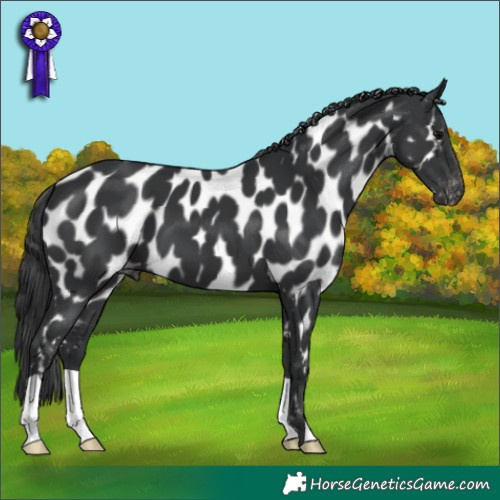 Horse Color:Black Appaloosa 