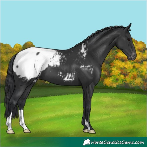 Horse Color:Black Snowcap 